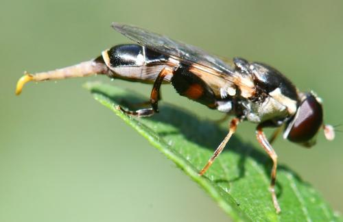 Réf. 305 761 : Syritta pipiens